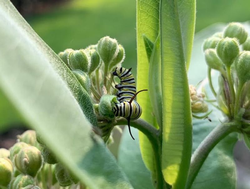 Rinse Shrubs With A Strong Stream Of Water