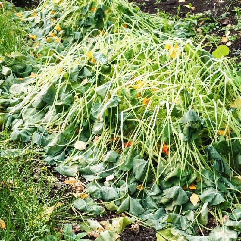 Focus Protection On Tender New Growth That Freezes First