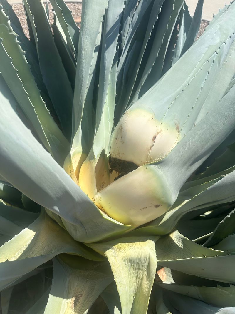 Check For Soft Rot At The Base Before Growth Speeds Up