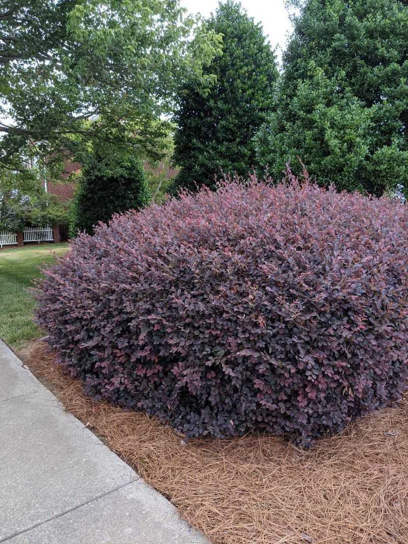 Shape Lightly Without Cutting Into Developing Flower Buds