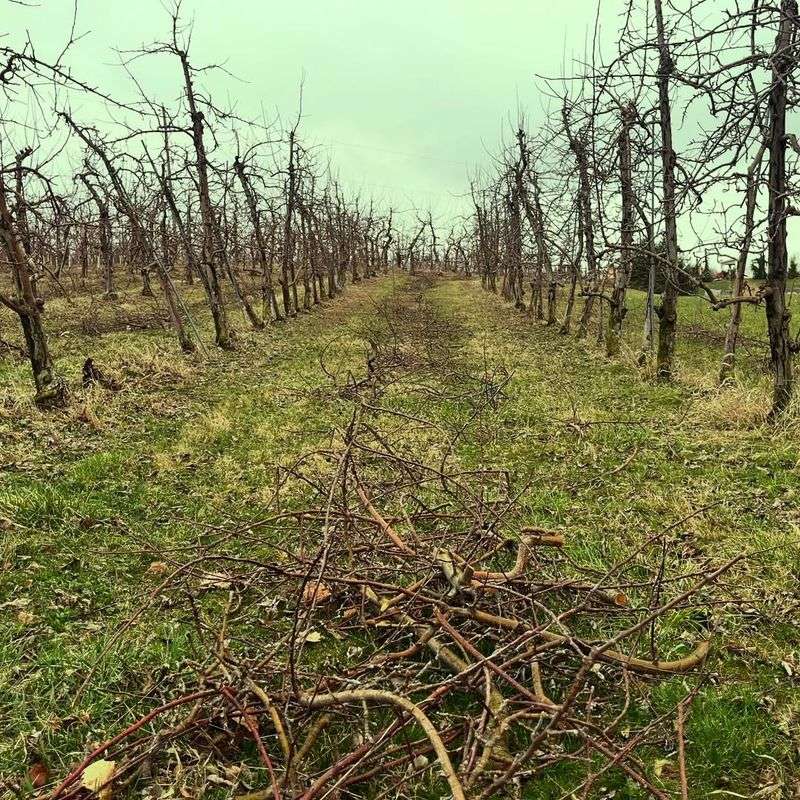 Over-Pruning Can Harm Plants In Michigan's Climate