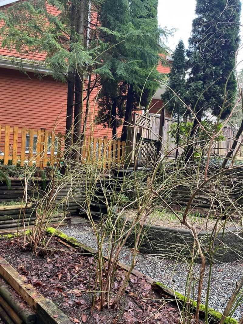 Cut Out Weak, Spindly Growth