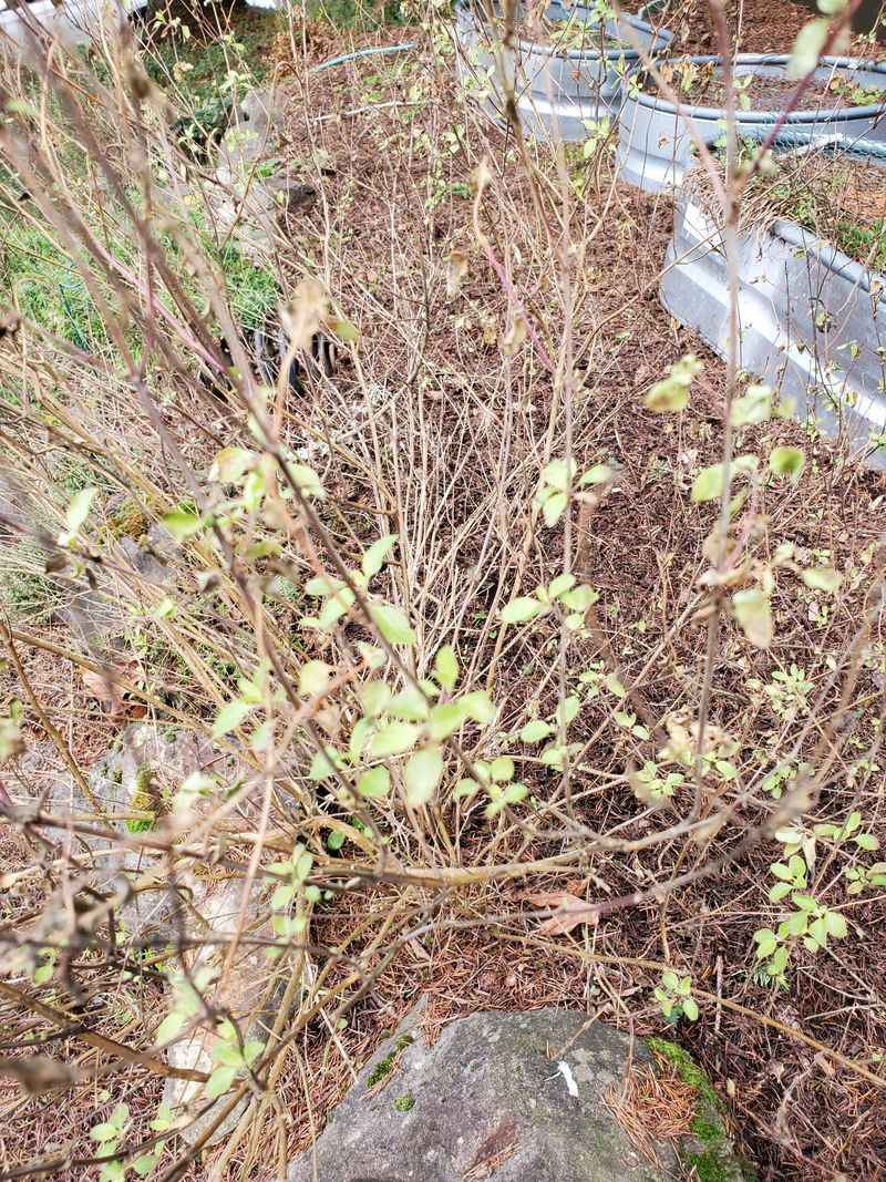 Trim Perennials That Suffered Winter Damage First