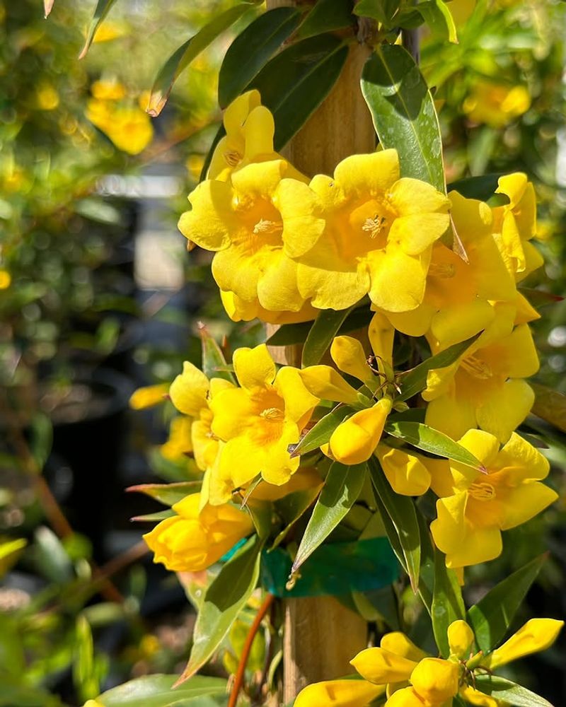 Make Sure Soil Drains Well To Prevent Stress