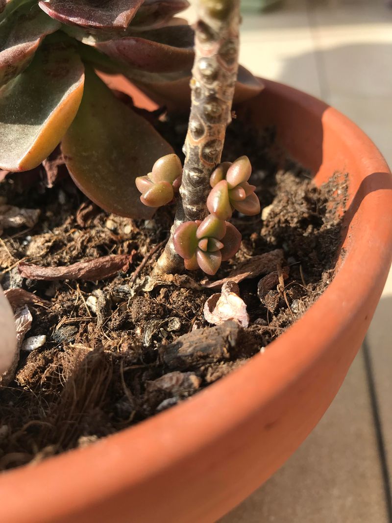 Expect Some Plants To Bounce Back Quickly