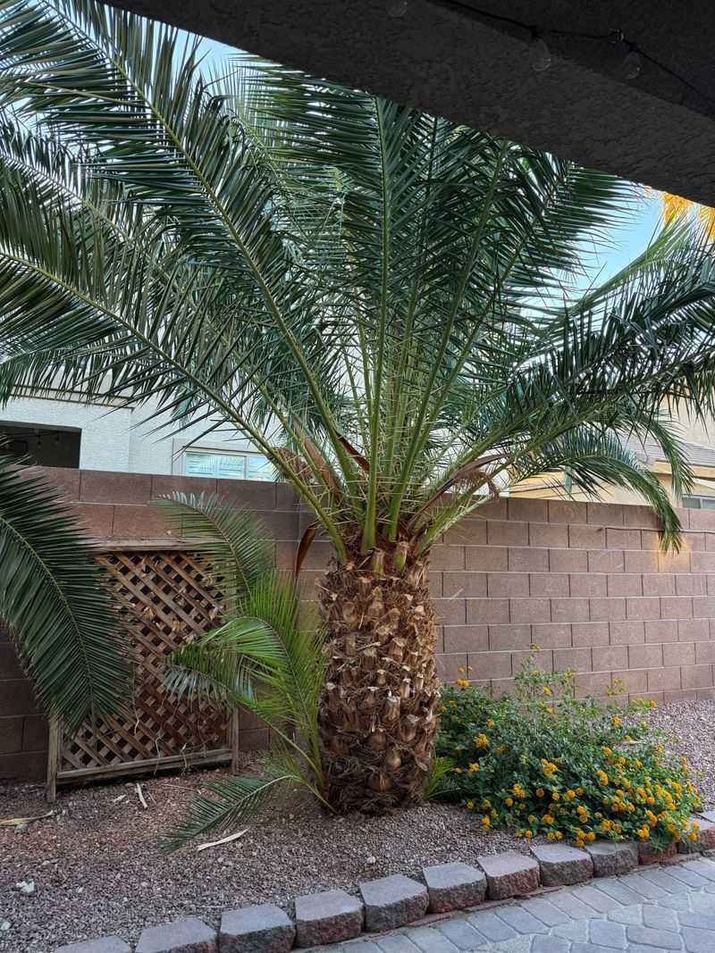 Clear Out Old Fruit And Flowers