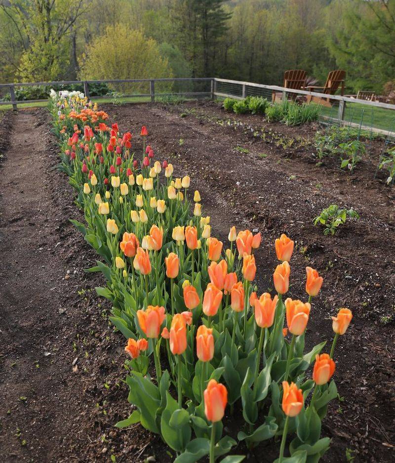 Keep Tulip Beds Light In Spring