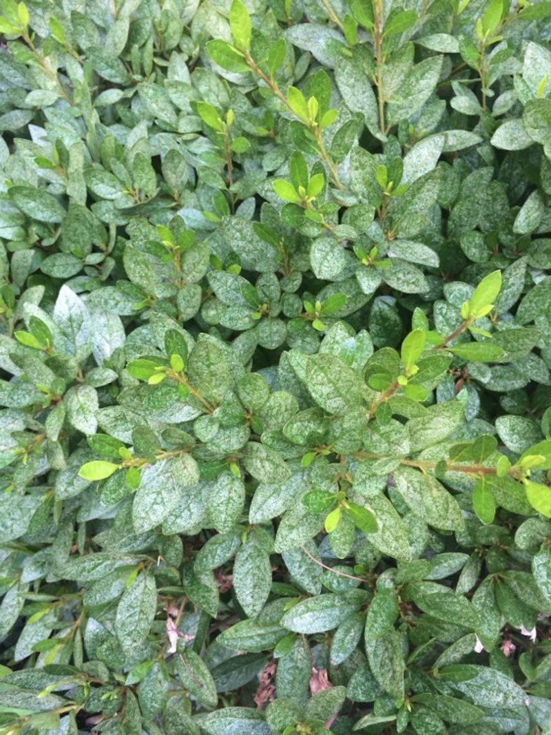 Check For Pests And Diseases