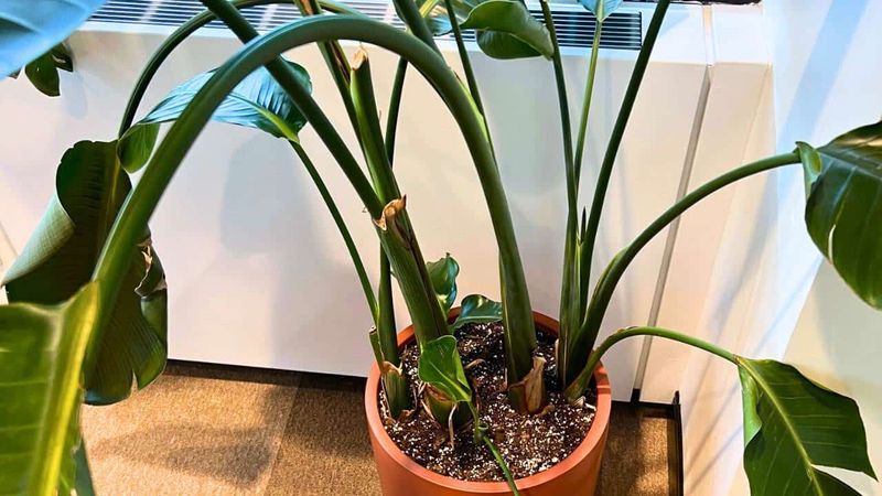 Pruning Helps Improve Airflow Around The Plant