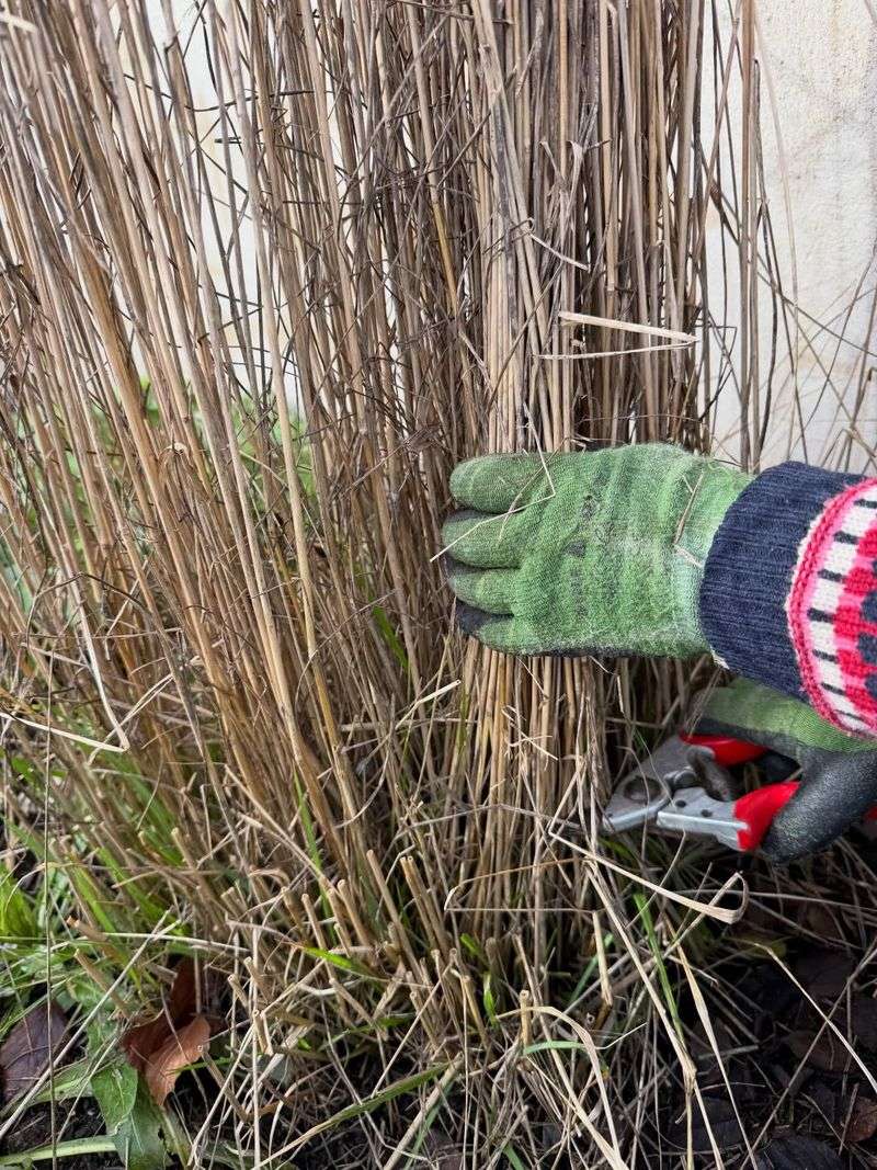 Trim Plants On A Mild Day