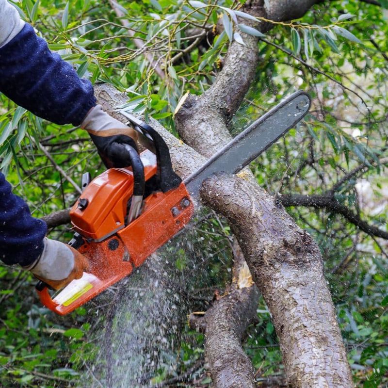 Use The Cut-Stump Method For Trees And Shrubs