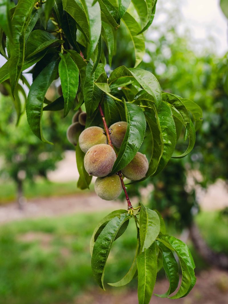 Space Fruits Several Inches Apart