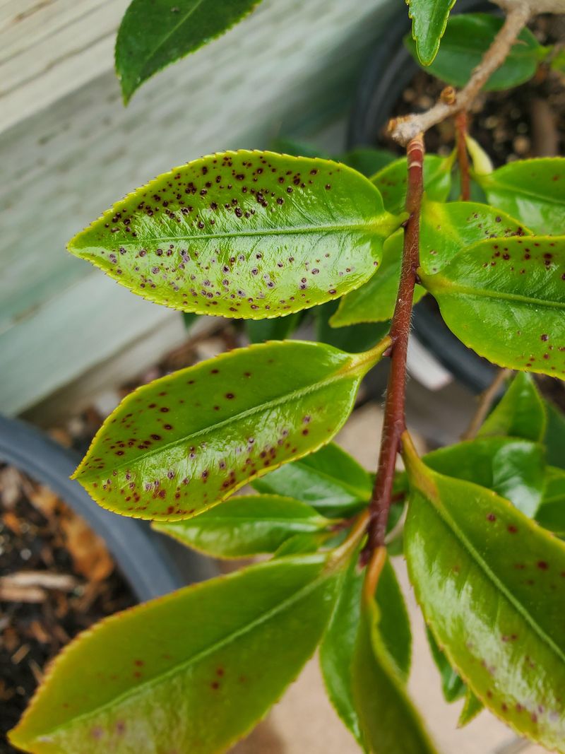 Check Early For Scale And Pests