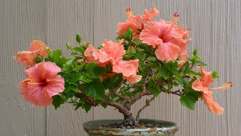 Shape Your Hibiscus For A Fuller, Bushier Plant