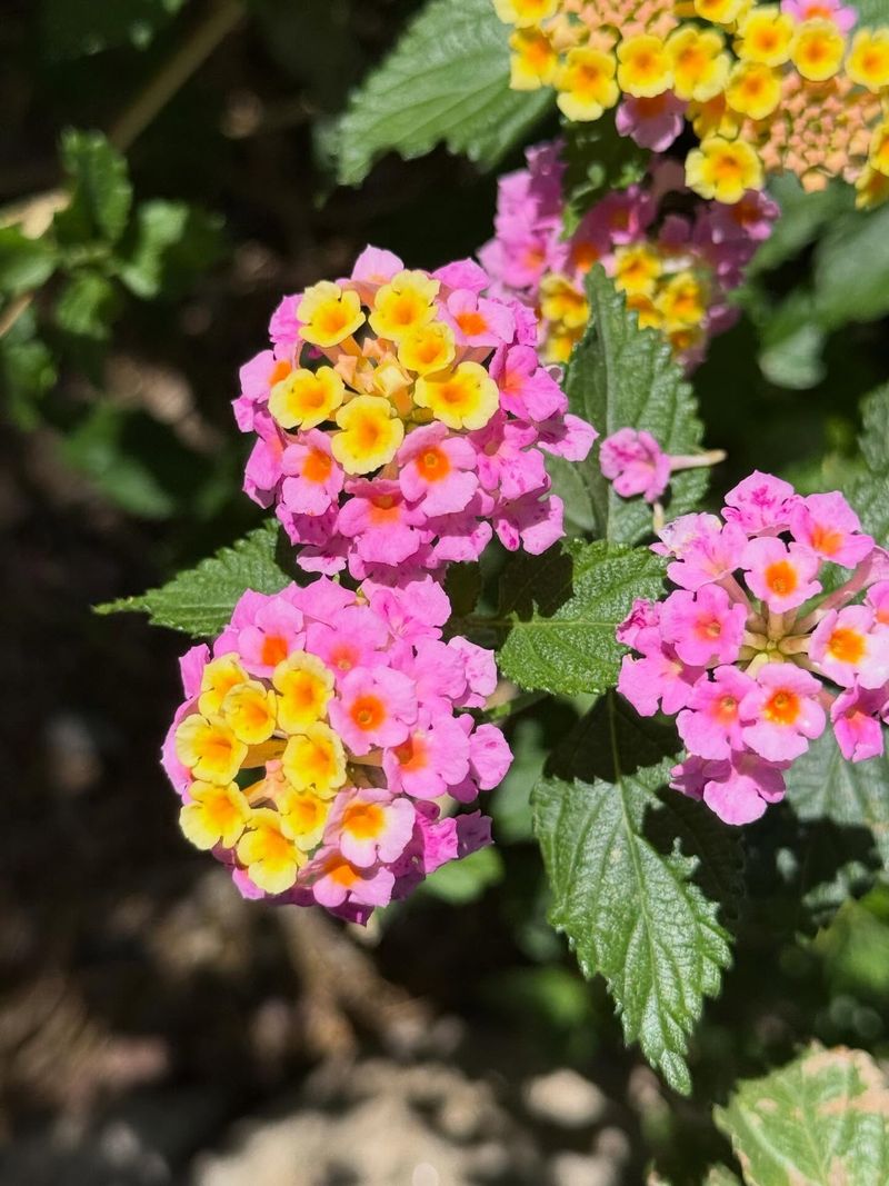 Lightly Trim New Growth During Spring For Continuous Flowers