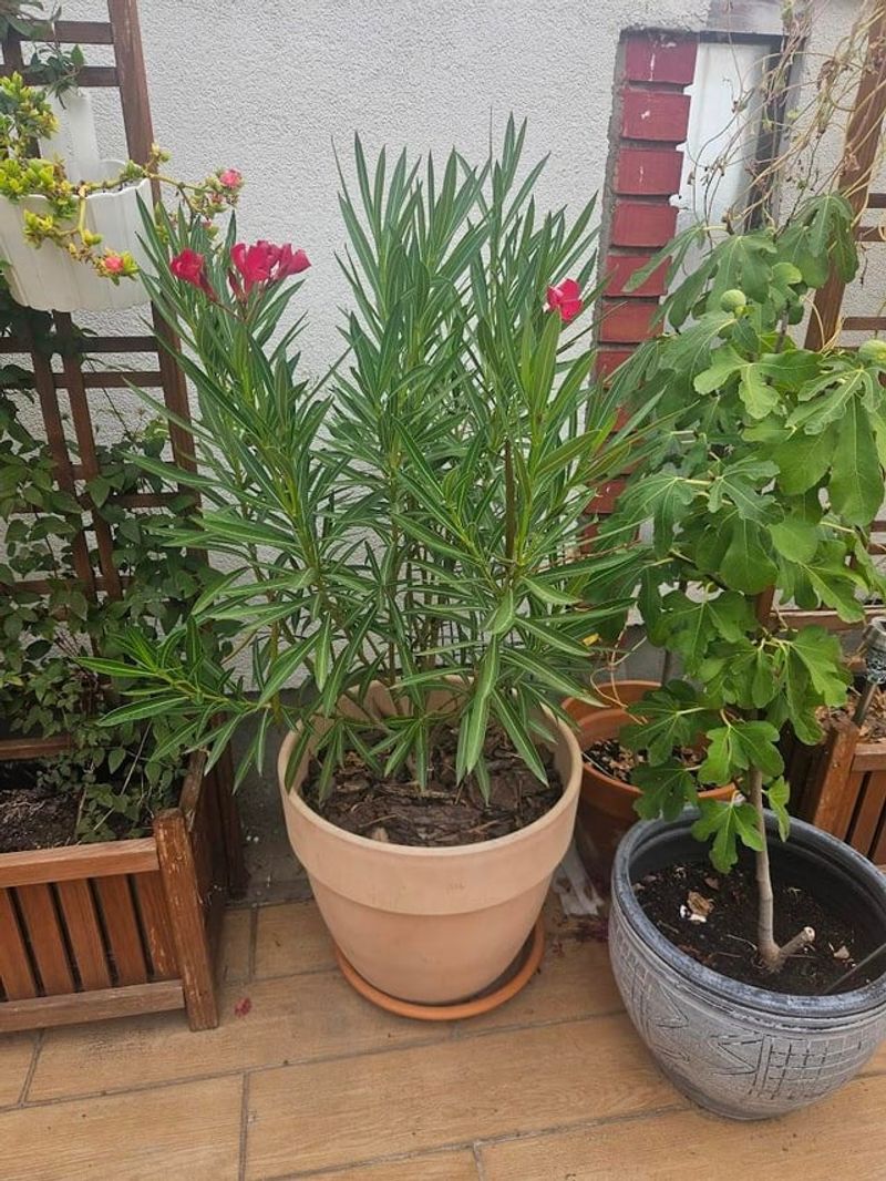 Cut Back Stems Just Above A Leaf Node