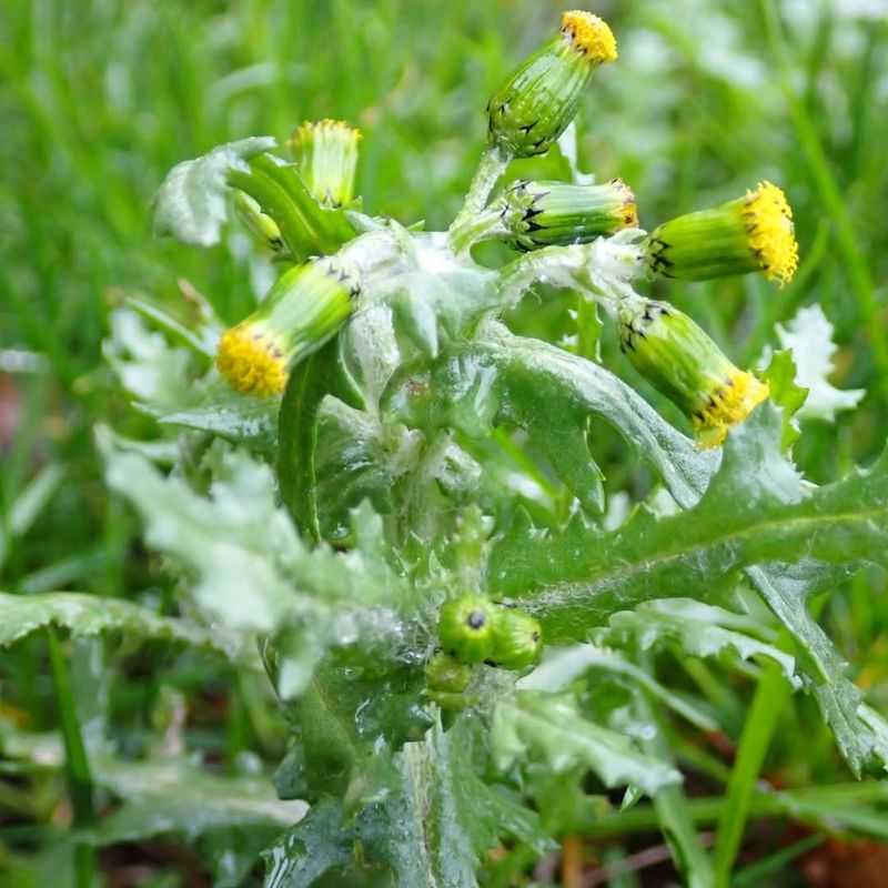 Common Groundsel (Senecio vulgaris)
