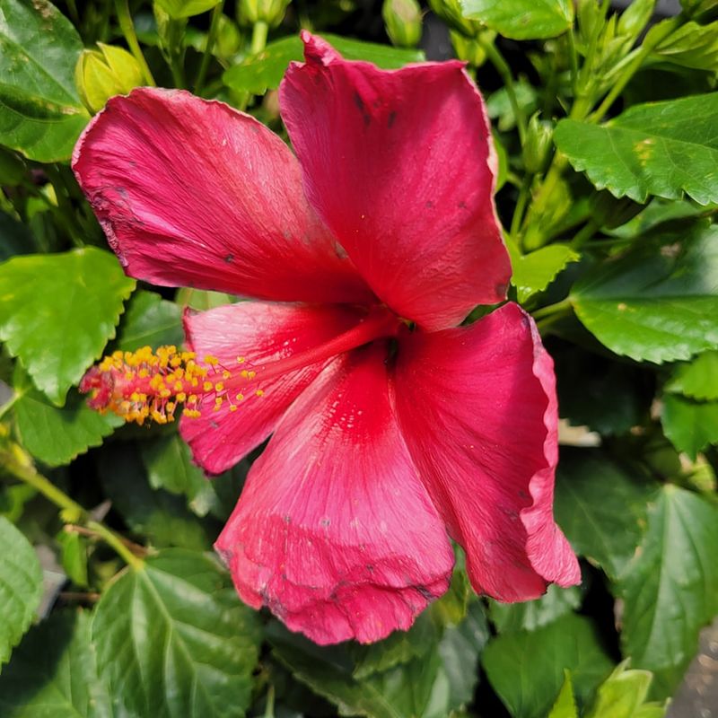 Shape The Plant Lightly To Maintain Airflow And Structure