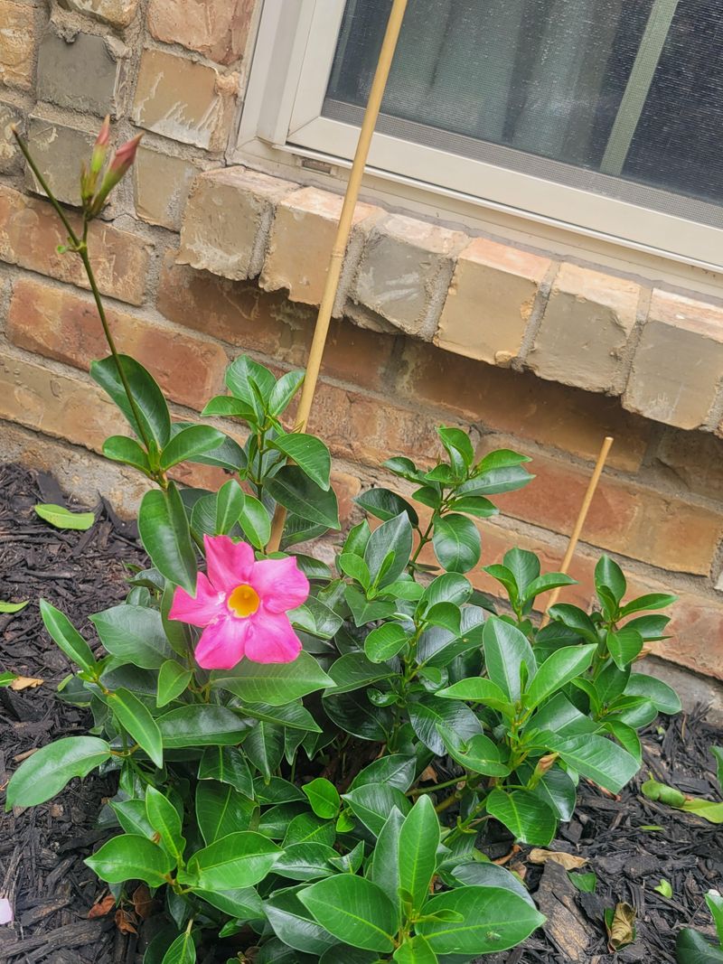 Open The Plant To More Sun