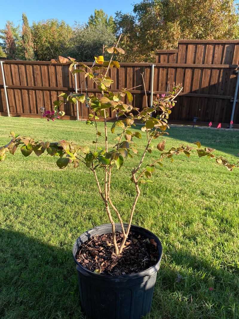 Apply A Light Balanced Fertilizer To Support Spring Growth