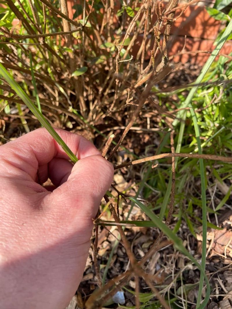 Cut Stems Just Above A Healthy Leaf Node