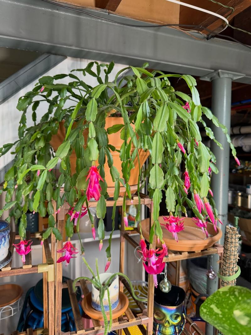 Start Light Feeding To Support New Growth