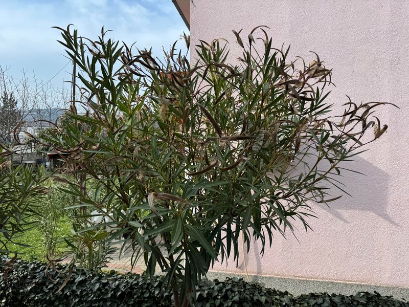 Shape The Shrub After Frost Damaged Growth