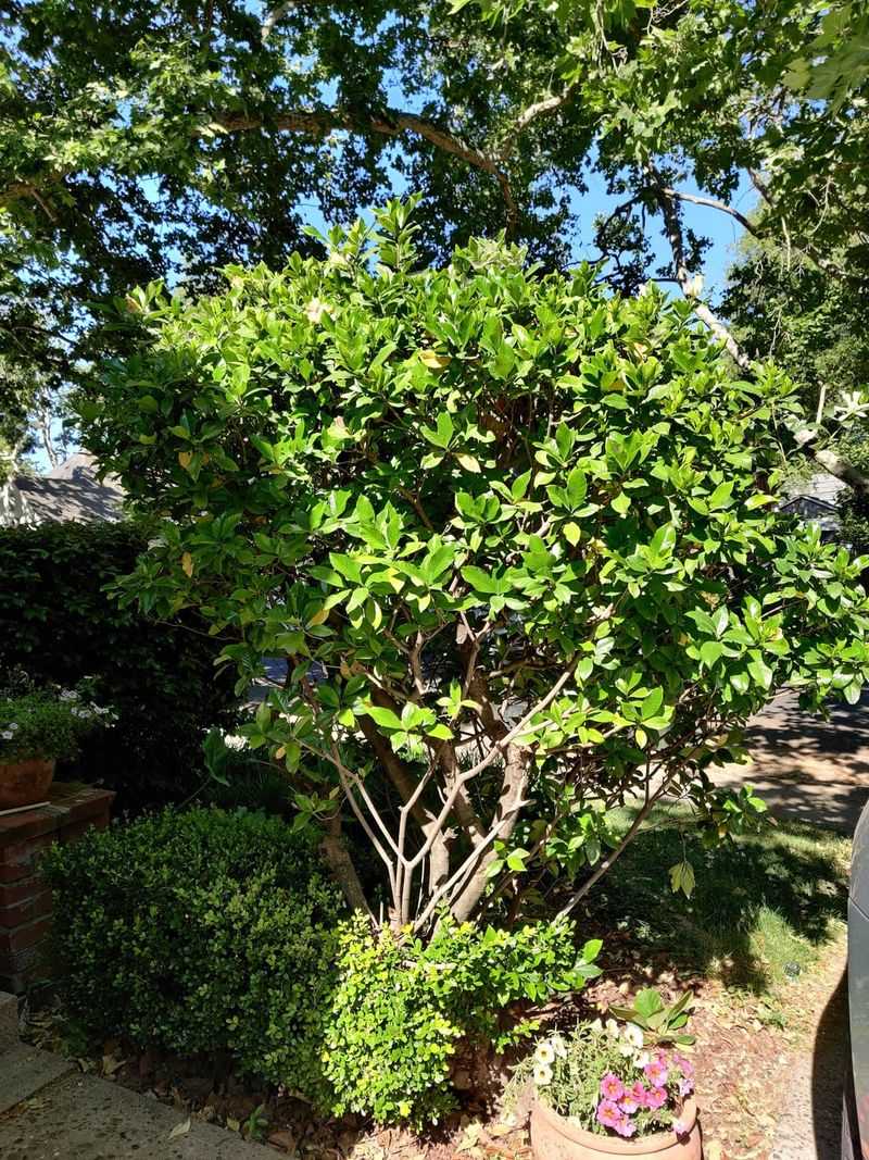 Lightly Shape The Shrub Without Cutting Too Deep