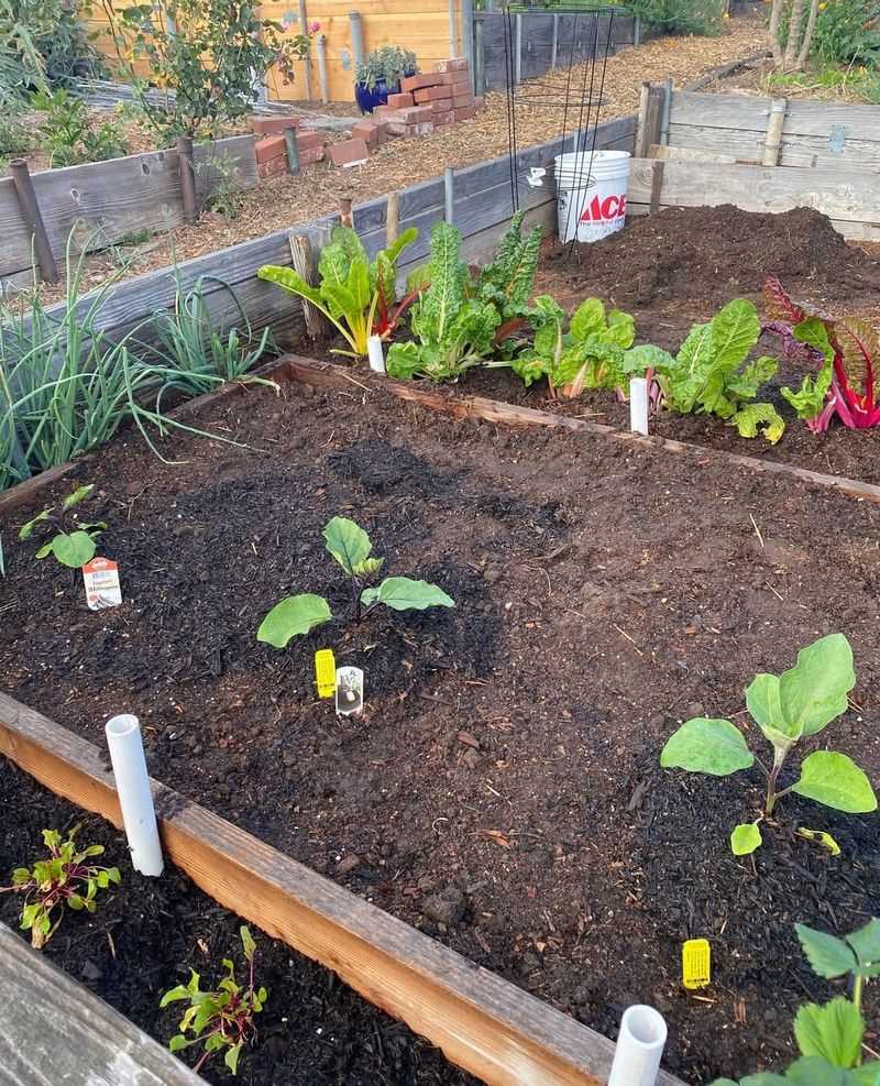 Plan Garden Layout And Crop Rotation