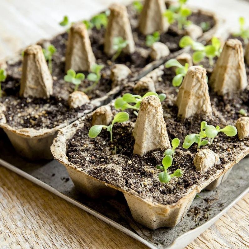 Start Warm Season Seeds Indoors