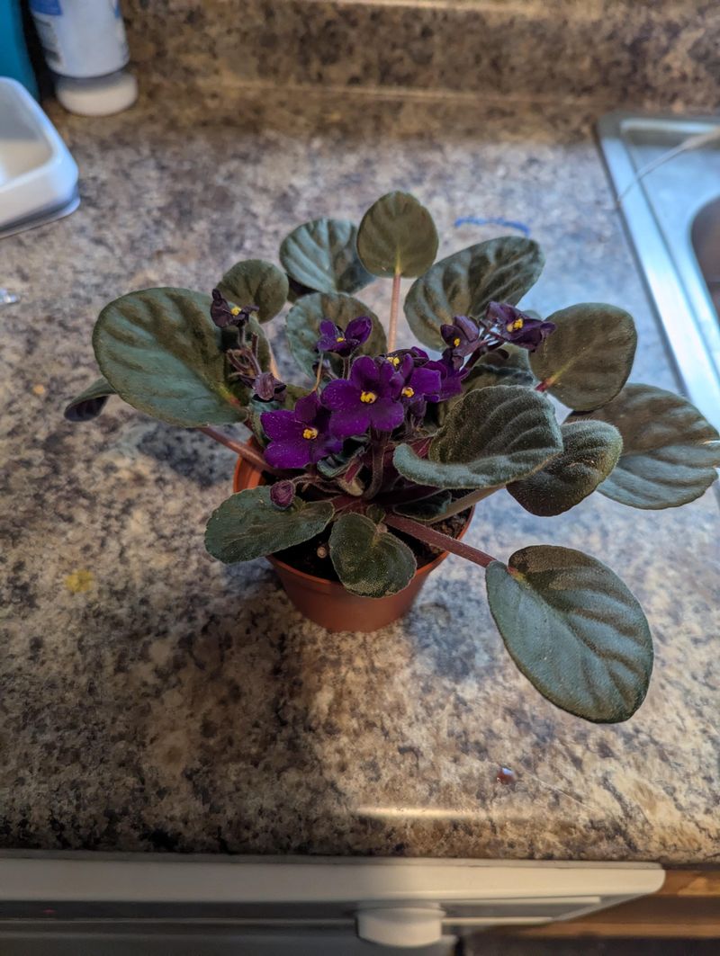 Do A Light Reshaping Prune