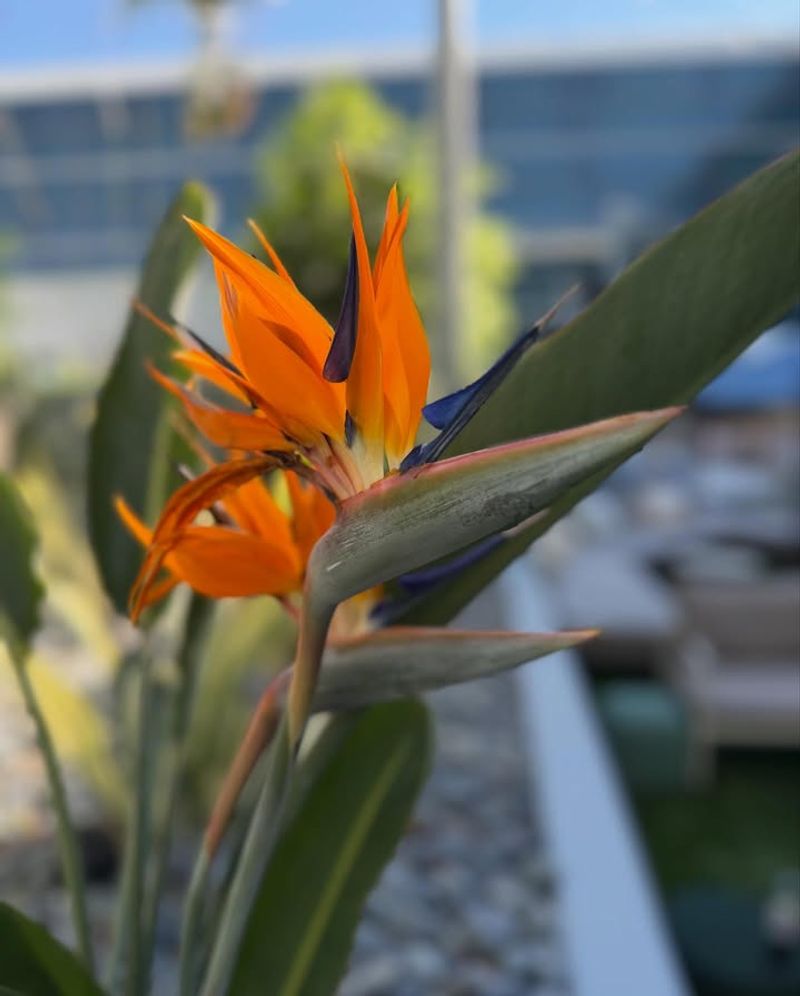 Encourage New Growth Through Pruning