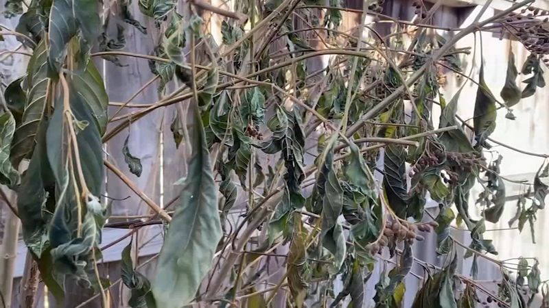 Check Branches For Living Tissue Before Cutting