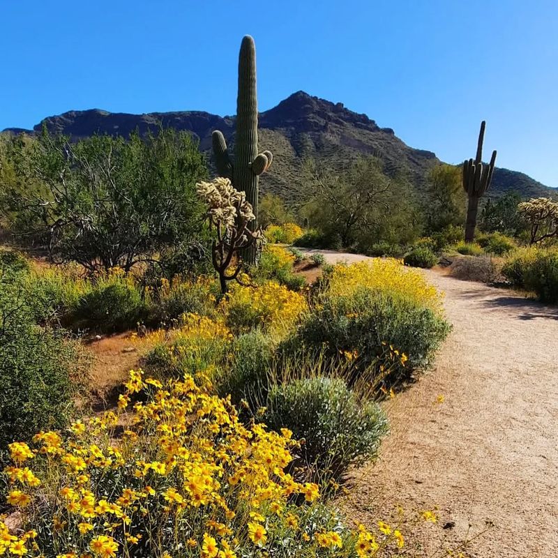 Improves Airflow Between Stems And Leaves