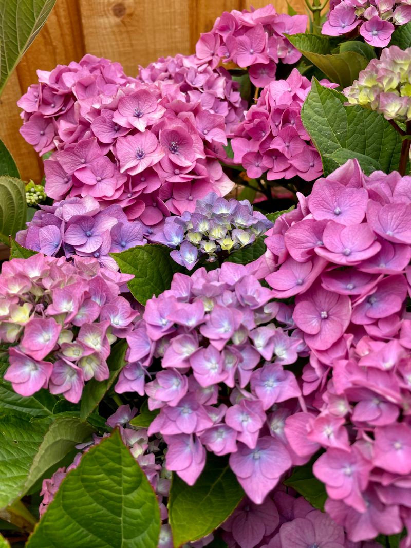 Ignoring The Hydrangea Type