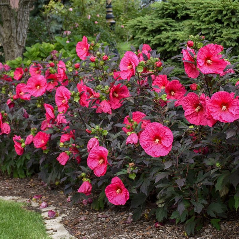 Hardy Hibiscus Grows Quickly Once Temperatures Warm