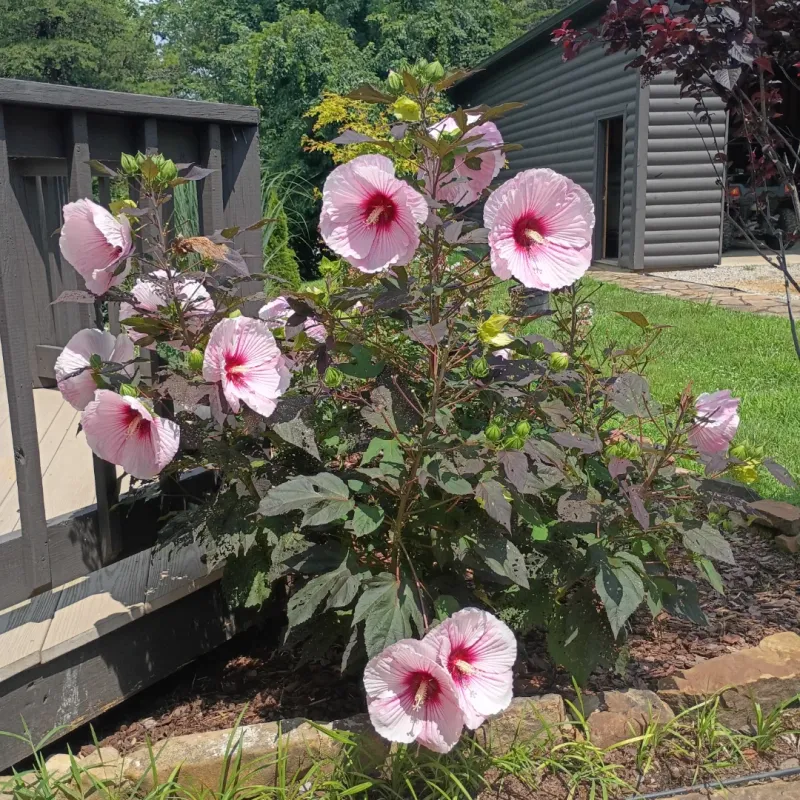 Hardy Hibiscus Can Grow Very Tall In One Season