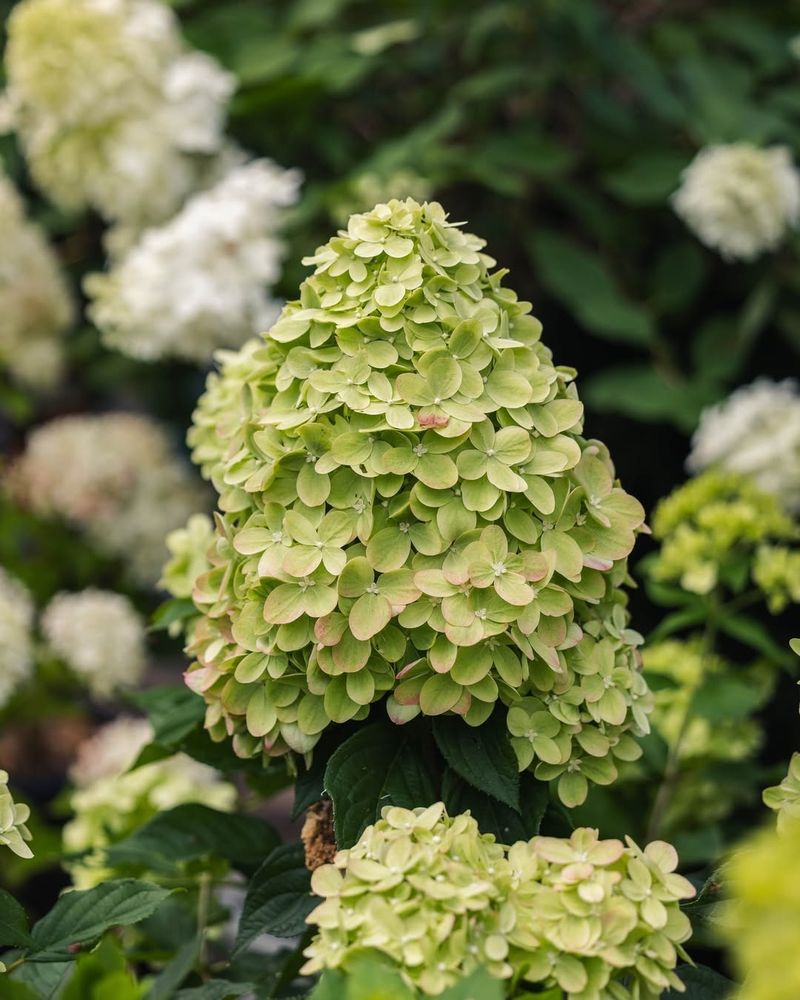 Early Pruning Helps Keep Large Shrubs Manageable