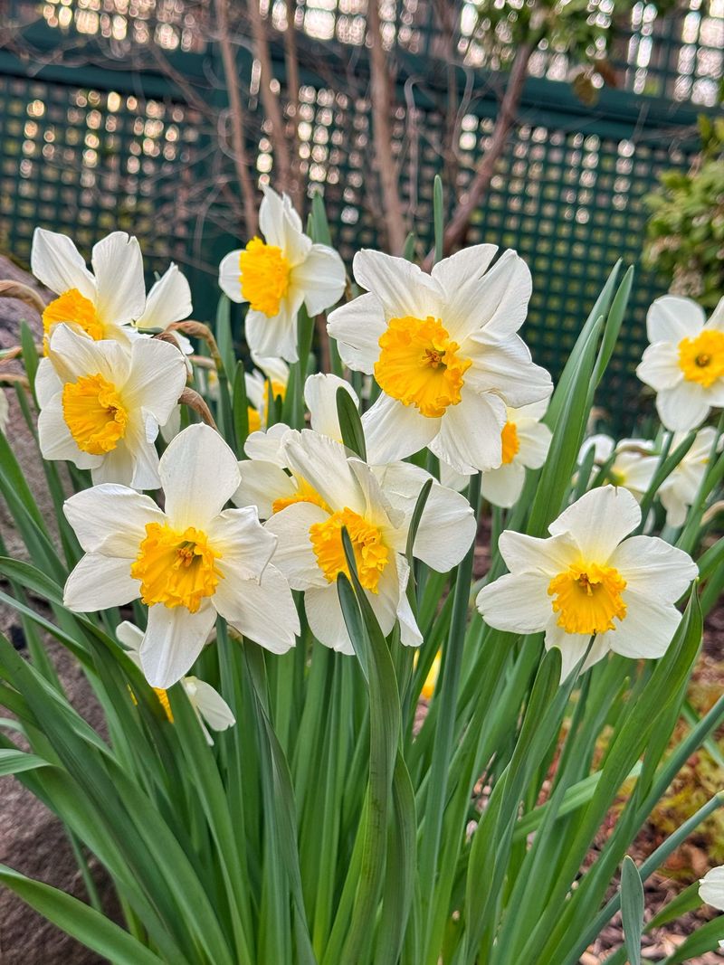 Leaving The Foliage Intact Helps Stronger Blooms Next Spring