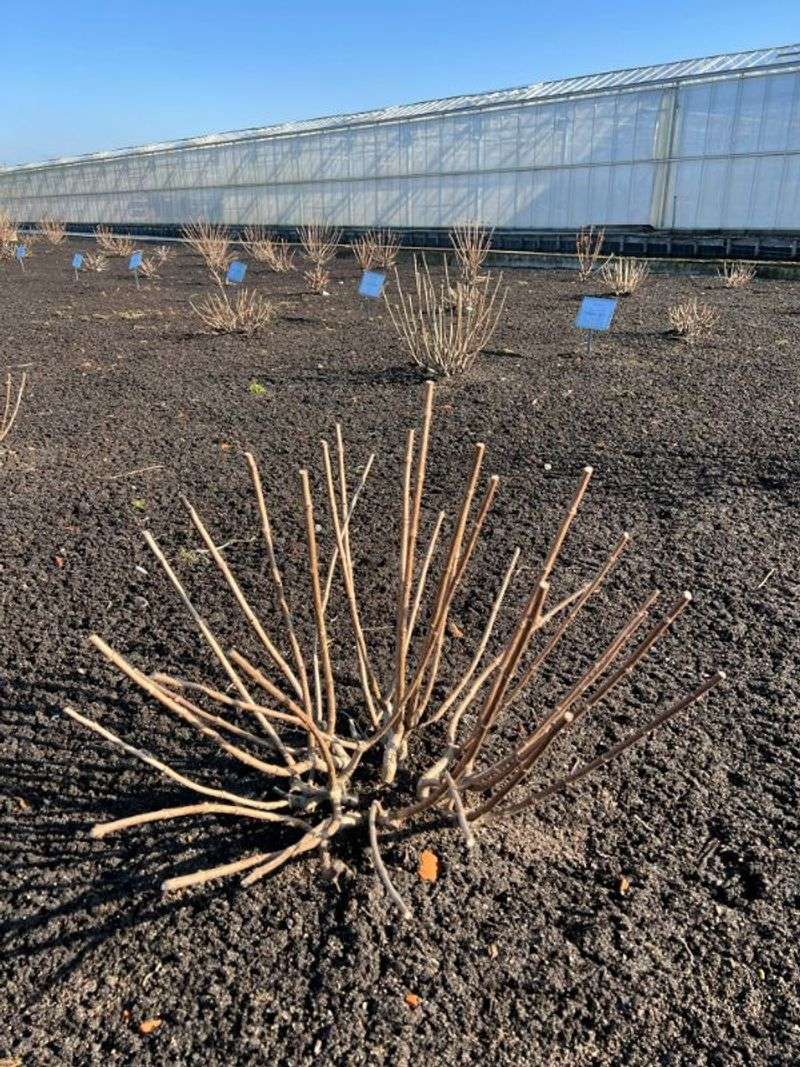 Pruning Prevents Tall Leggy Growth