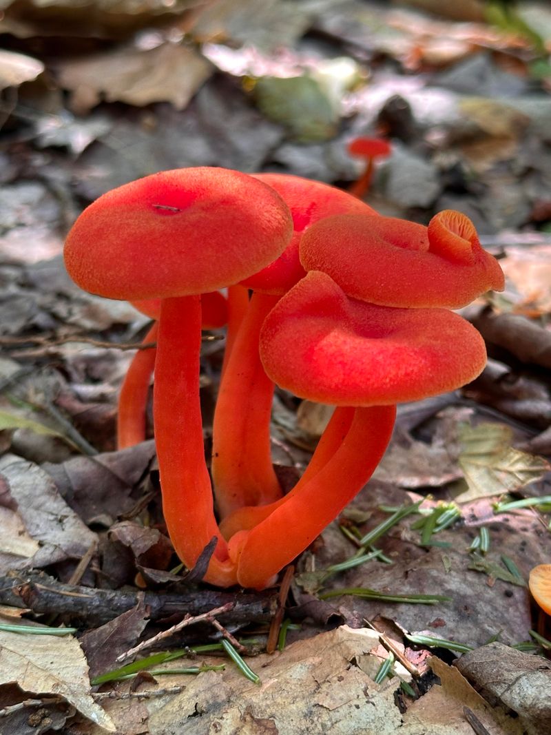 Fungal Growth Can Reflect Busy Microbial Activity Below