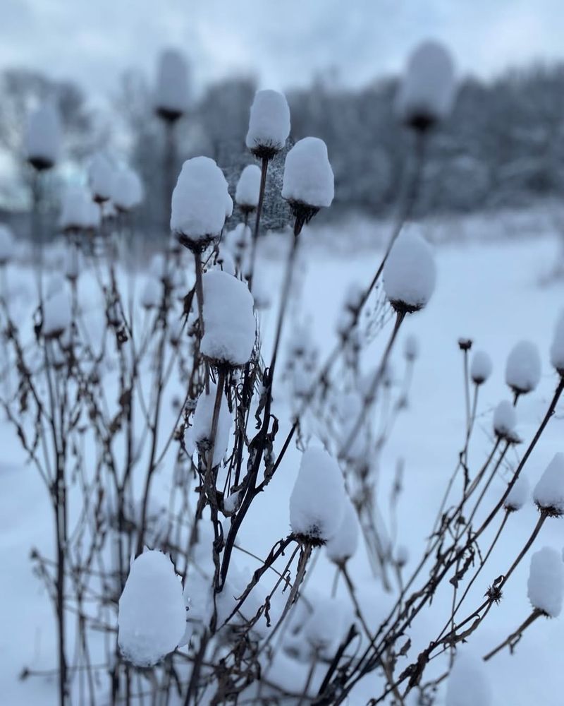 Snow Can Shield Plants From Winter Wind Desiccation