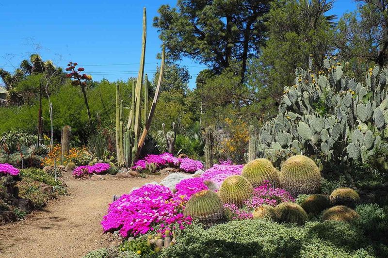 Build A Native Plant Border