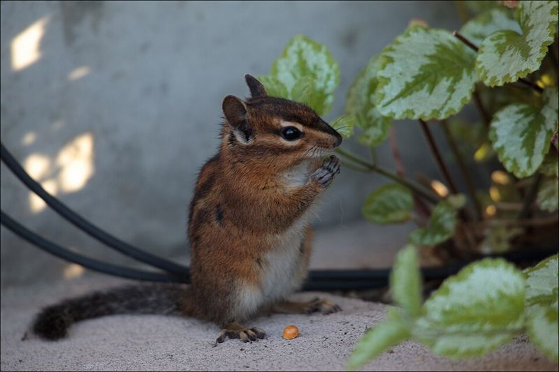 Chipmunks And Squirrels Scurry Through Early Growth