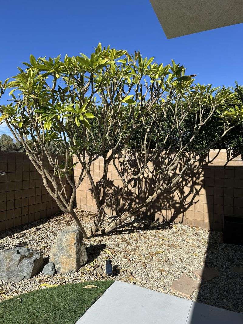 Adds Vertical Structure and Garden Interest