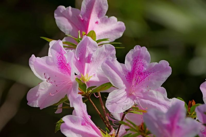 Azalea