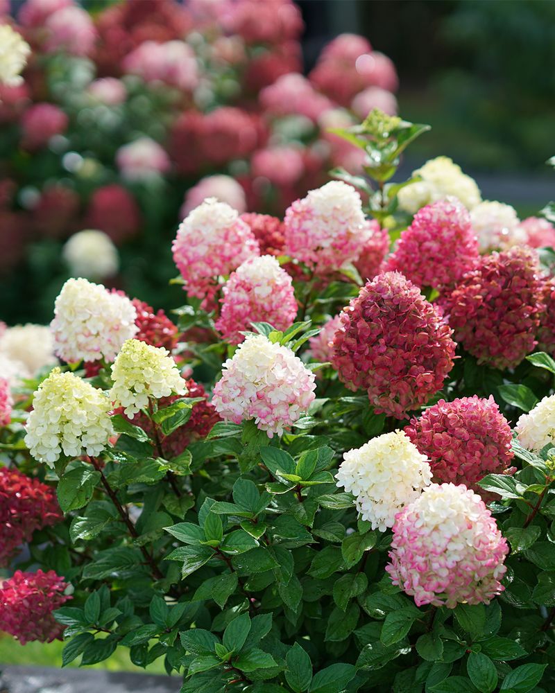 Hydrangea (Panicle Or Bigleaf)