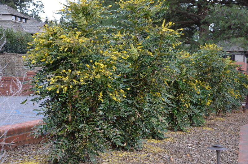 Leatherleaf Mahonia Adds Tough Foliage And Winter Flowers