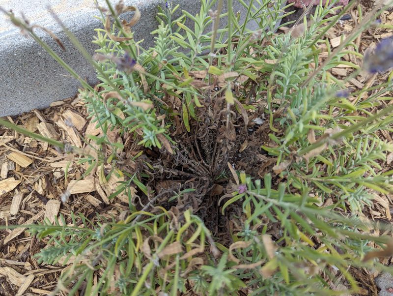 Lavender Hates The Kind Of Wet Feet Clay Yards Often Create