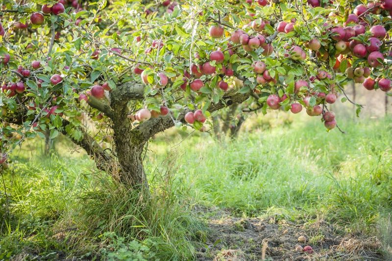 Fruit Trees (Apple, Pear, Cherry)
